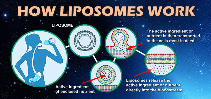 How liposomal supplement works